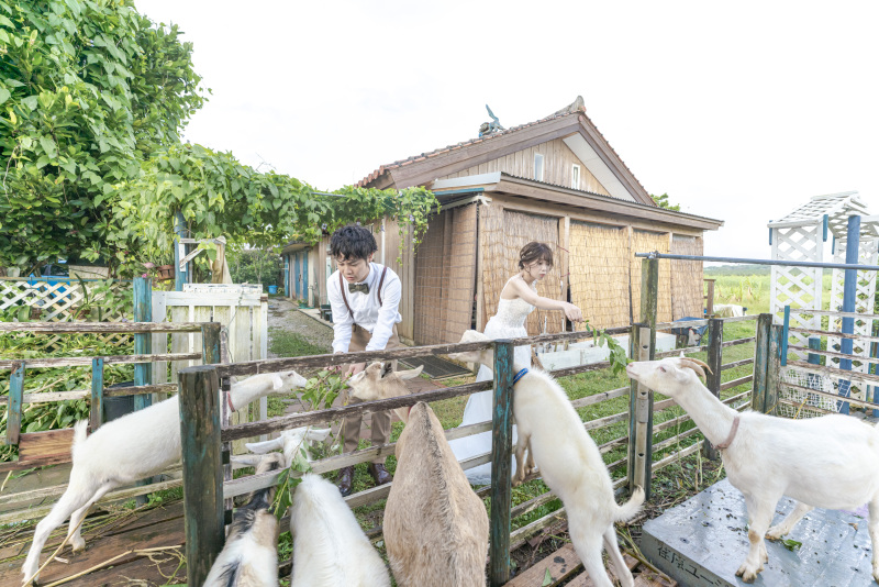 動物好きな方はヤギに餌やり体験もできちゃう！