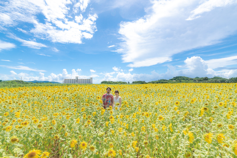 季節限定のひまわり畑!