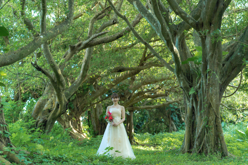 神聖なガジュマルの木。ガジュマルの森。