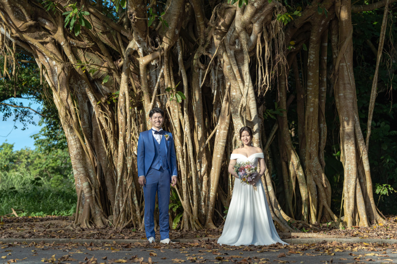 王道の南国植物「ガジュマルの木」パワーを感じます