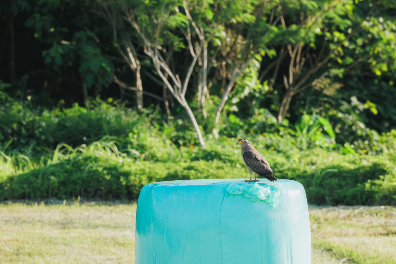 撮影中にこんな出会いも・・・石垣島の市鳥!
