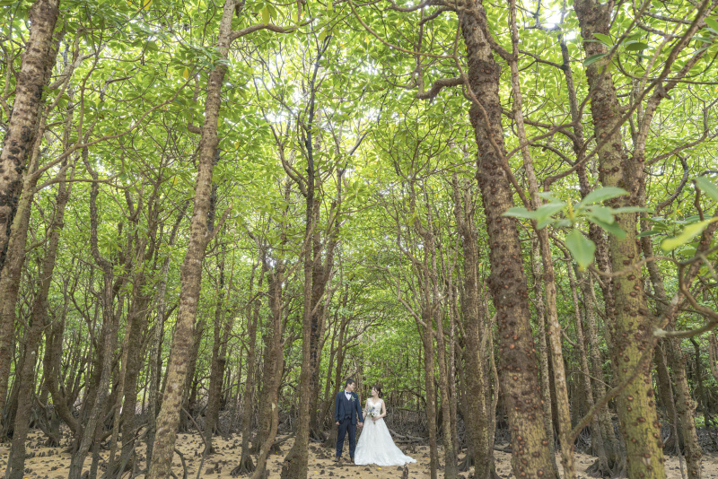 都会で味わえない。マングローブ林を静かに散策。