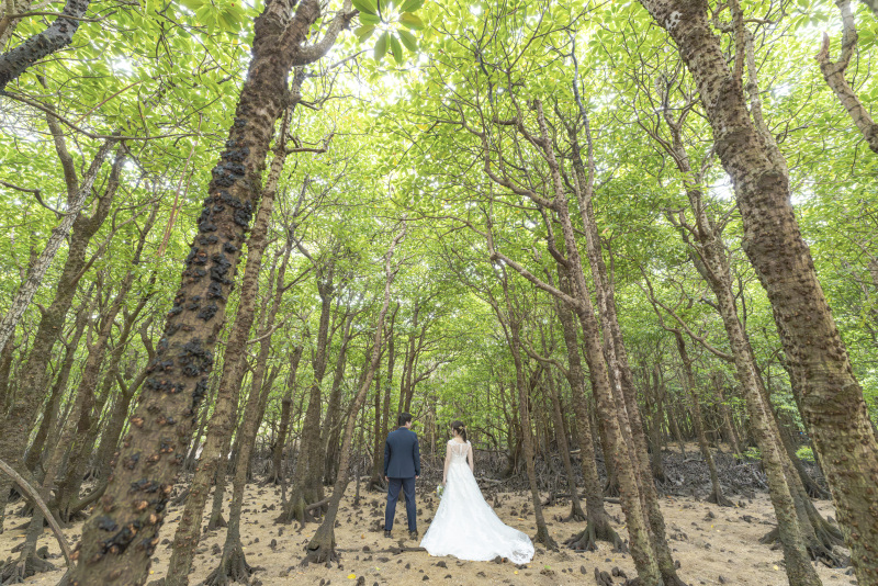 こちらも南国植物。マングローブ林の中で。