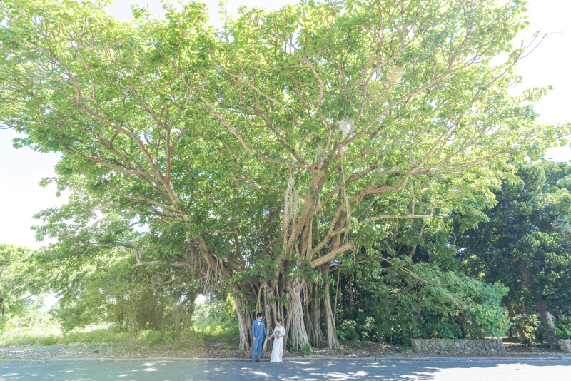 パワースポット。神聖なる木「ガジュマルの木」