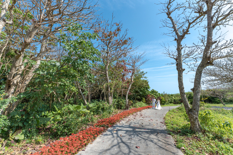 冬なのに！お花が満開。石垣島の冬。