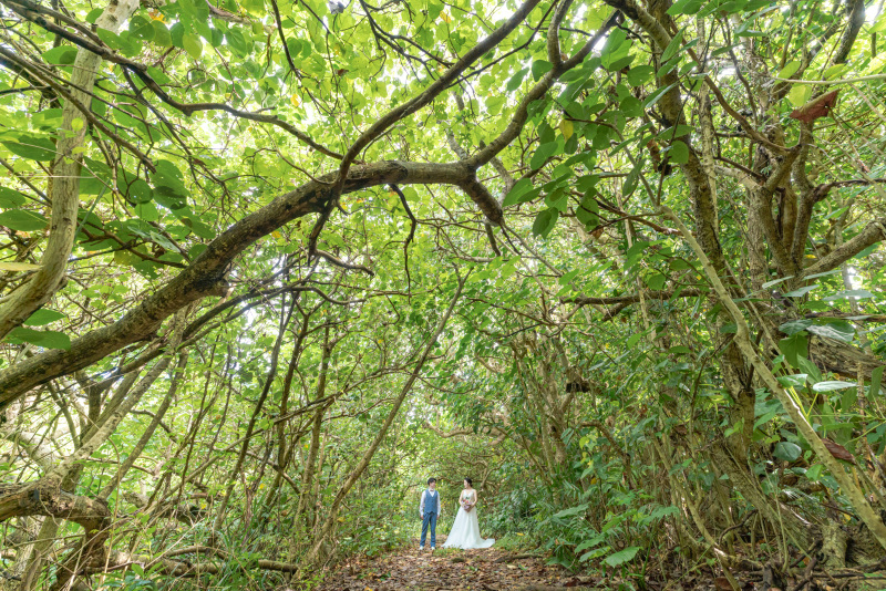 緑の美しい、森の中へ。緑のトンネル。