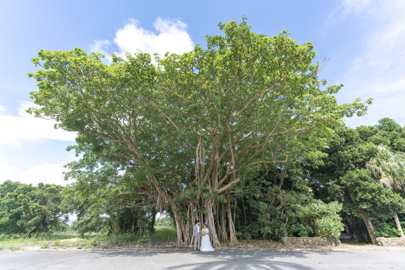 神聖なる沖縄の木。大きなガジュマル木。