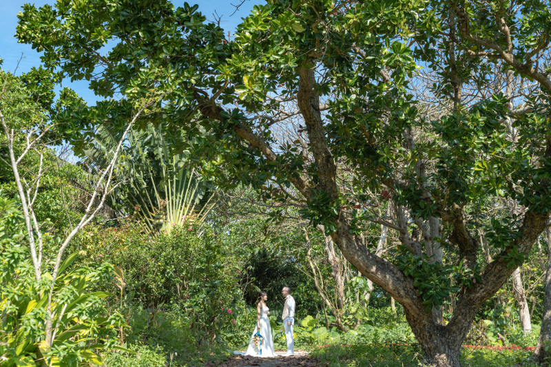 何種類の南国植物があるでしょう？？ハイビスカスも