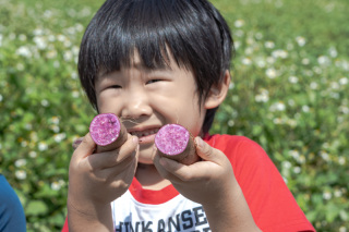 紅芋収穫体験と料理教室(5月頃・10月頃)私服で参加【紅芋を自分たちで掘った後、島ちゅのお母さんから沖縄料理を教わりましょう】収穫体験と料理教室が一緒になった体験です。(2〜3時間程度)