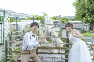 BlueSoda石垣島/宮古島クラフトフォトウェディング_牛やヤギなど動物たち