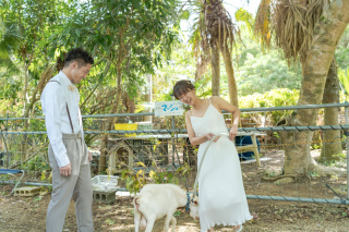 BlueSoda石垣島/宮古島クラフトフォトウェディング_牛やヤギなど動物たち
