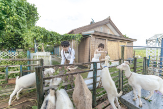 BlueSoda石垣島/宮古島クラフトフォトウェディング_牛やヤギなど動物たち
