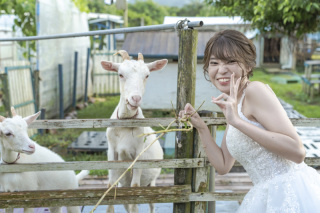 BlueSoda石垣島/宮古島クラフトフォトウェディング_牛やヤギなど動物たち