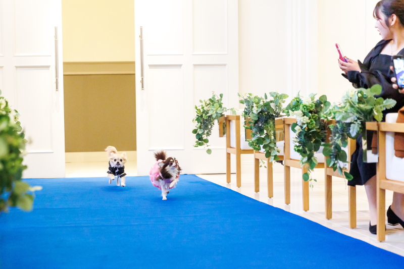 クラブドゥクレール迎賓館_ペットと一緒に撮影できる