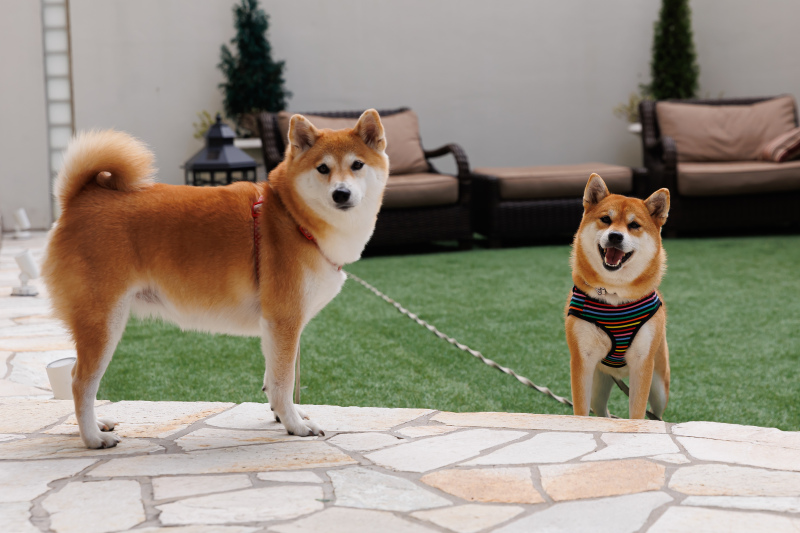 ペットが主役のお写真もぜひぜひ*