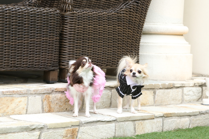 【2026年5月まで撮影】ペットと一緒に*洋装スタジオ撮影プラン◆ヘアメイク・衣装・全データ付き!