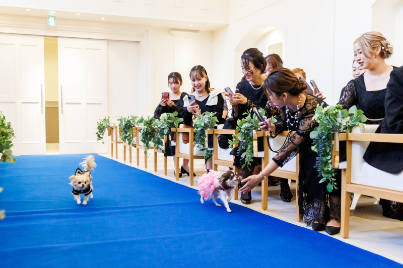 【2026年5月まで撮影】ペットと一緒に*洋装スタジオ撮影プラン◆ヘアメイク・衣装・全データ付き!