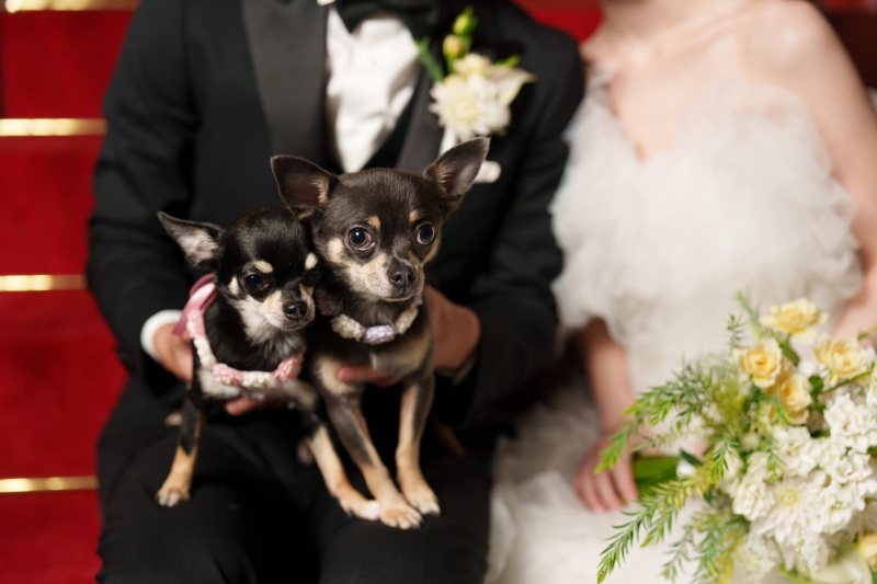 ペットたちもリラックスできる、プライベート空間
