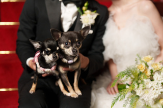 邸宅型フォトスタジオ　DRESSES STUDIO AOYAMA