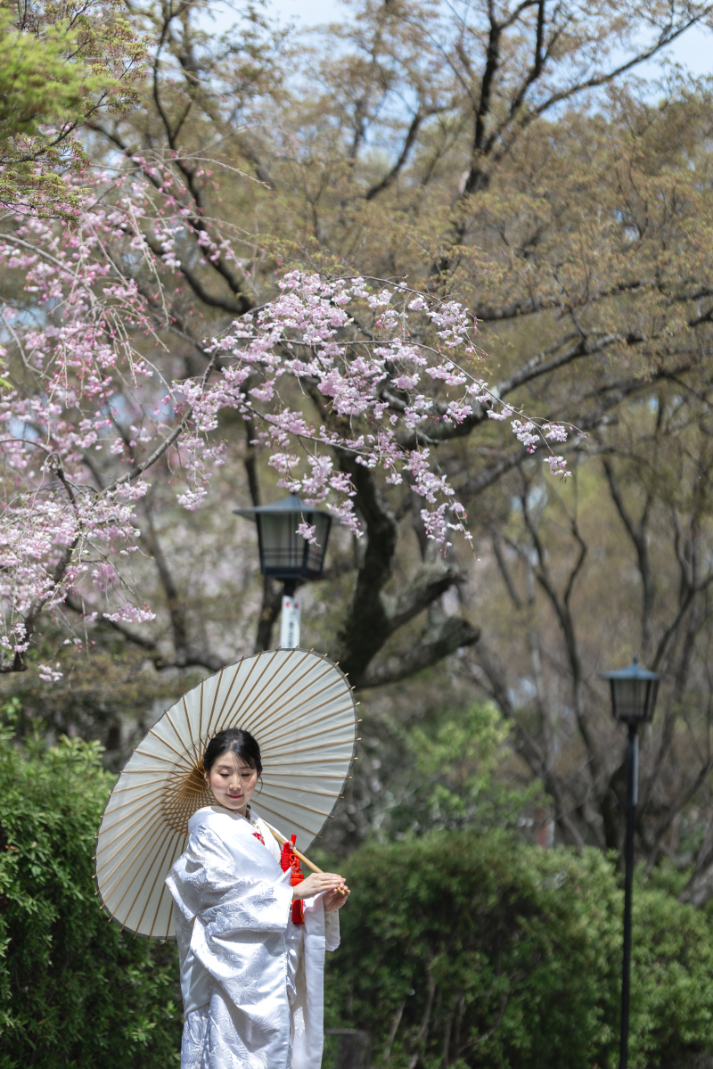 和傘のカットと桜と緑。