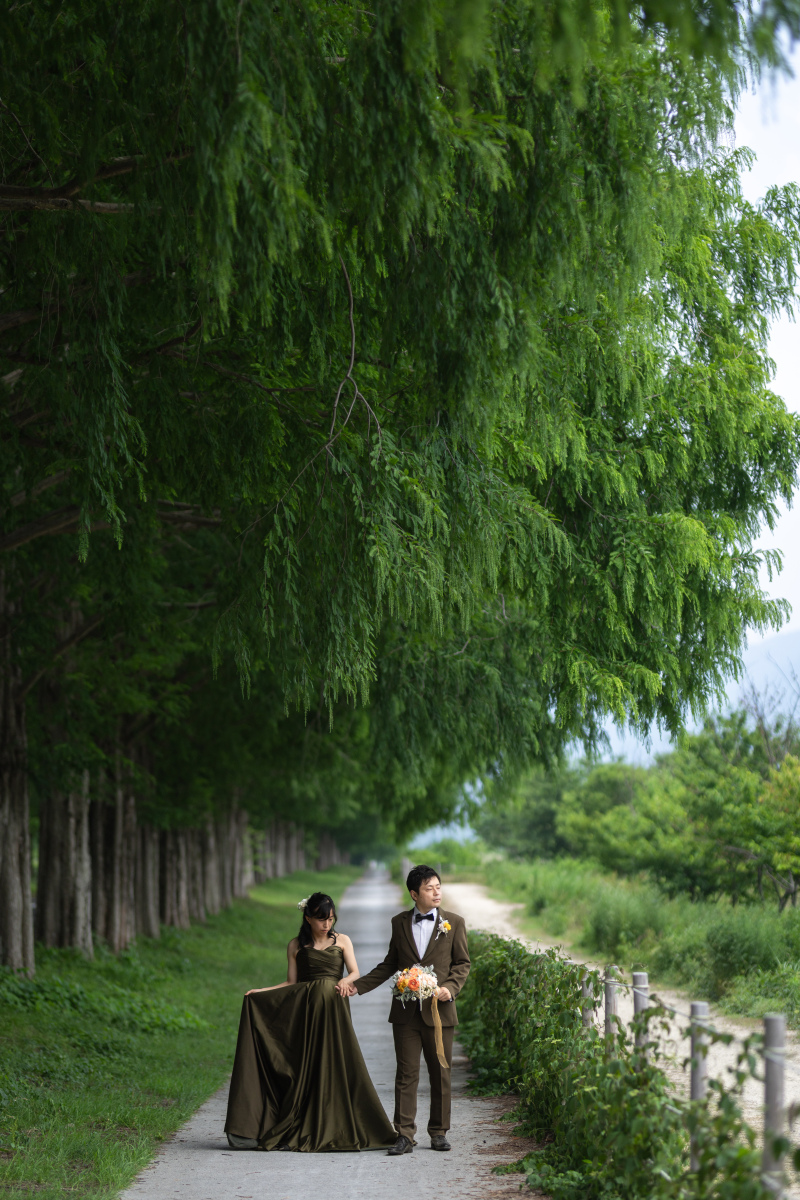 貸し切りのメタセコイア。