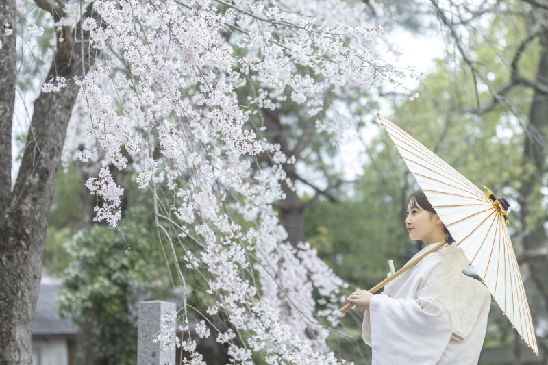 白無垢がお似合いな桜ロケーションフォト★
