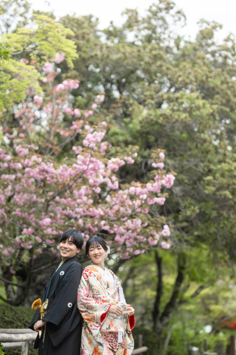 八重の桜もこのころ見ごろ。