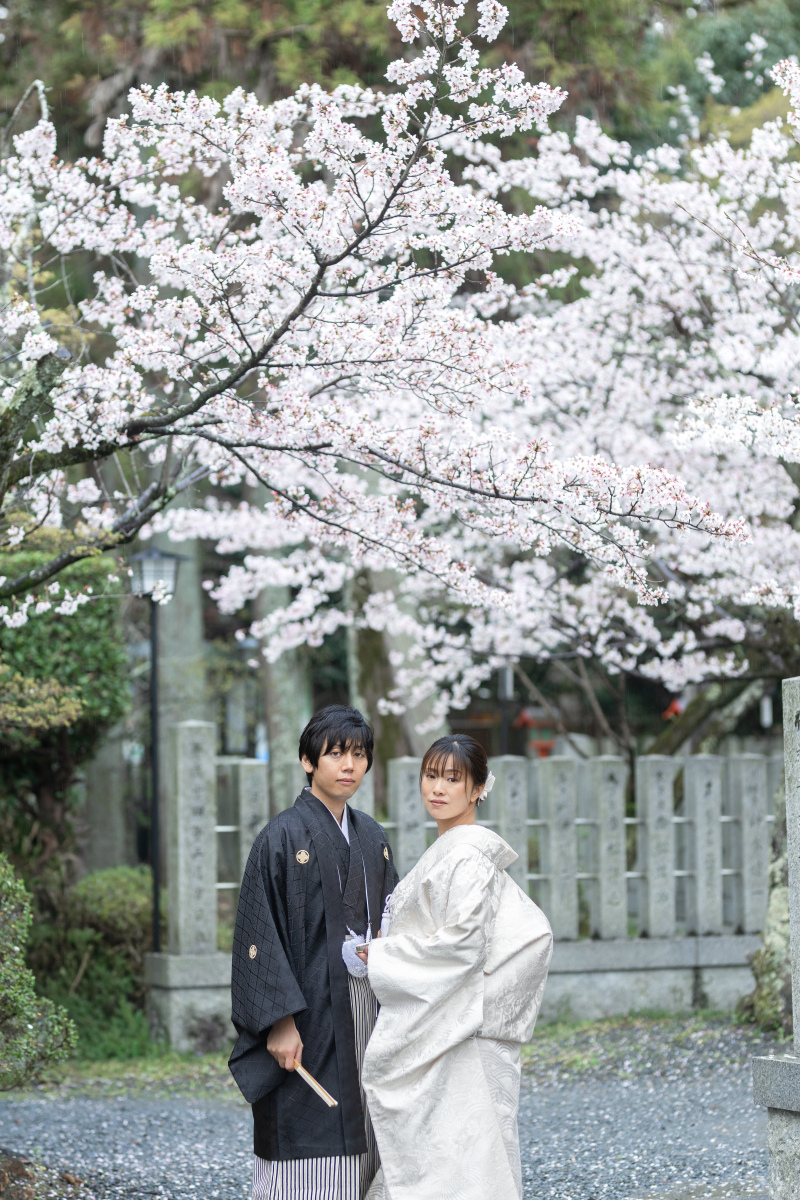 映画の背景のような桜と。