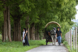 wacoya for wedding_メタセコイア並木道ロケーションフォト並木道【春夏】