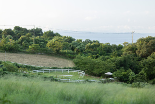 new!【淡路島】ワンちゃんと★淡路島の貸し切り宿でロケーションフォトウェディング。明石海峡大橋やサンセットポイントでも撮影可能