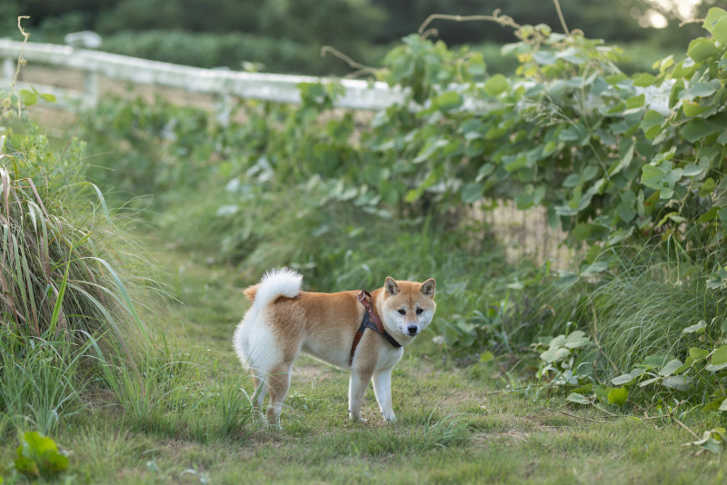 new!【淡路島】ワンちゃんと★淡路島の貸し切り宿でロケーションフォトウェディング。明石海峡大橋やサンセットポイントでも撮影可能