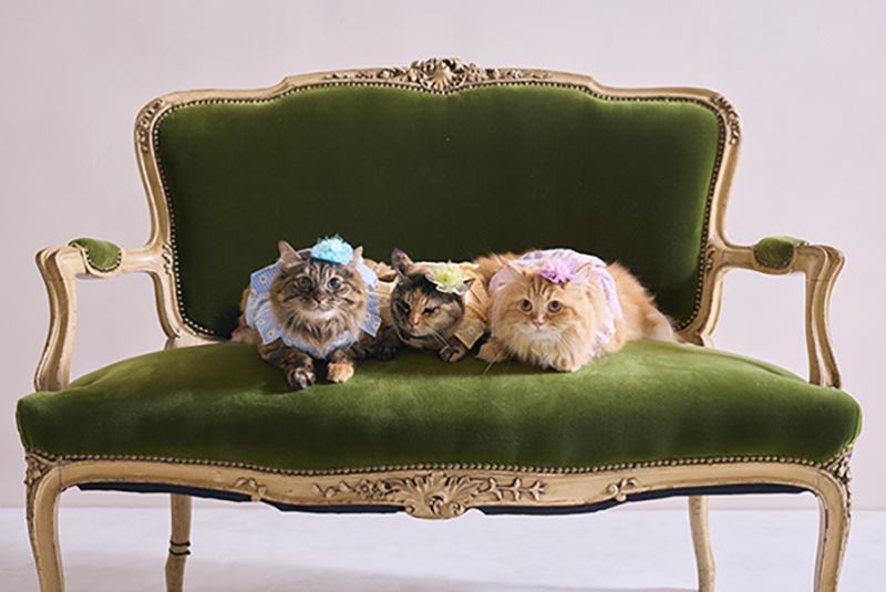 ねこちゃん集合!