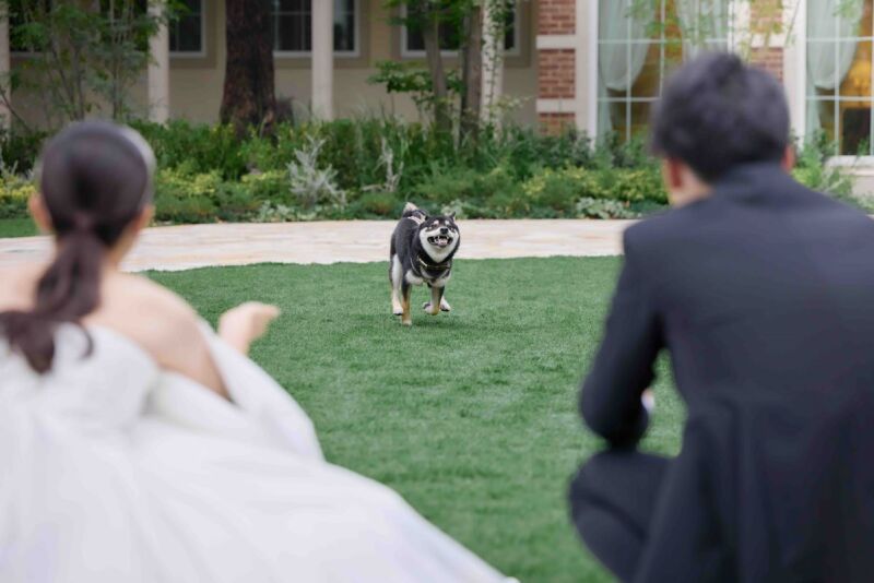 わんちゃんも大興奮の広々ガーデン