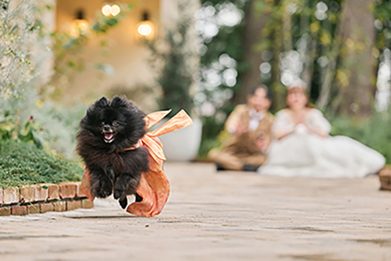 わんちゃんも元気に走れる広々ガーデン