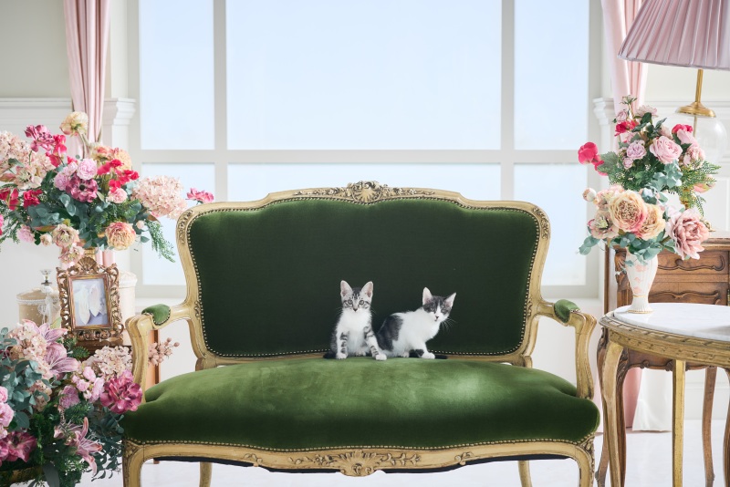 Studio Merlin_ペットと一緒に撮影できる