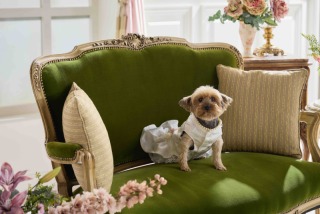 Studio Merlin_ペットと一緒