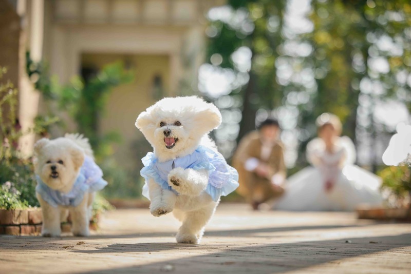 愛犬との撮影もぜひお問合せください！