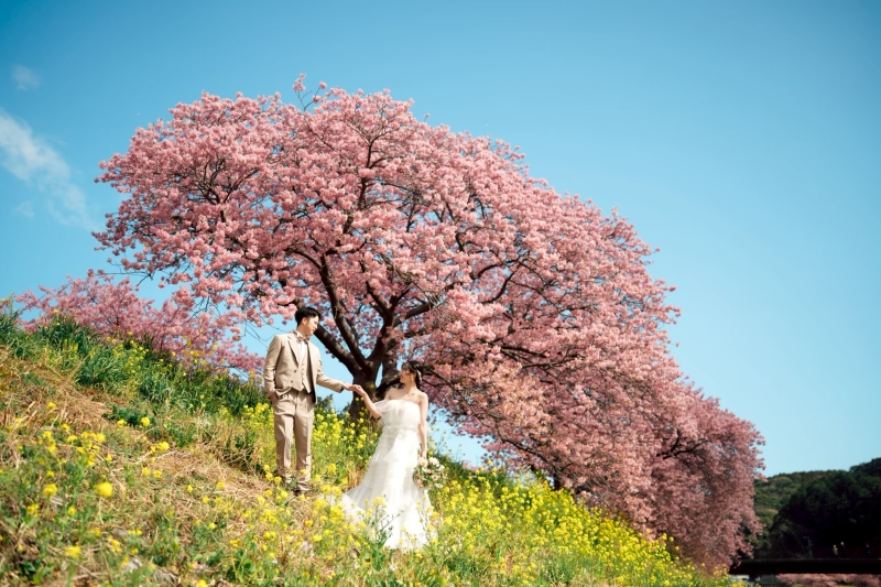 【季節限定】河津桜+菜の花で春を先取り♪季節を感じるフォト150カット撮影プラン(全プラン組み合わせ対応可能)