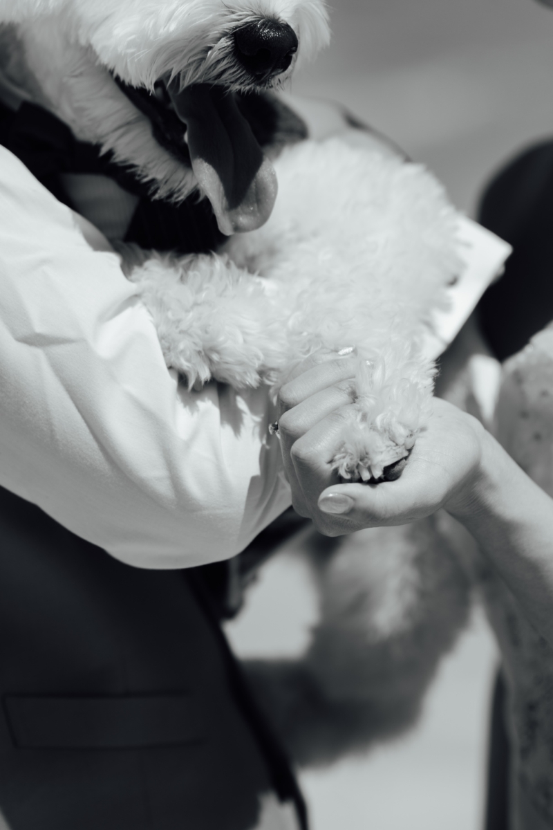 【ワンちゃんと一緒に】大切なペットと一緒に撮影するペットフレンドリーフォトプラン!♢ヘアメイクアテンド/データ80カット