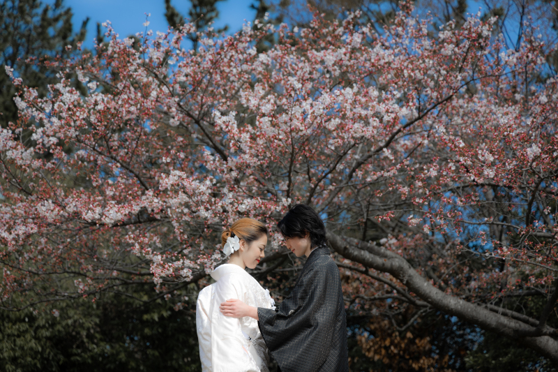 【和装ロケプラン】青空に映える美しい桜の木の前で