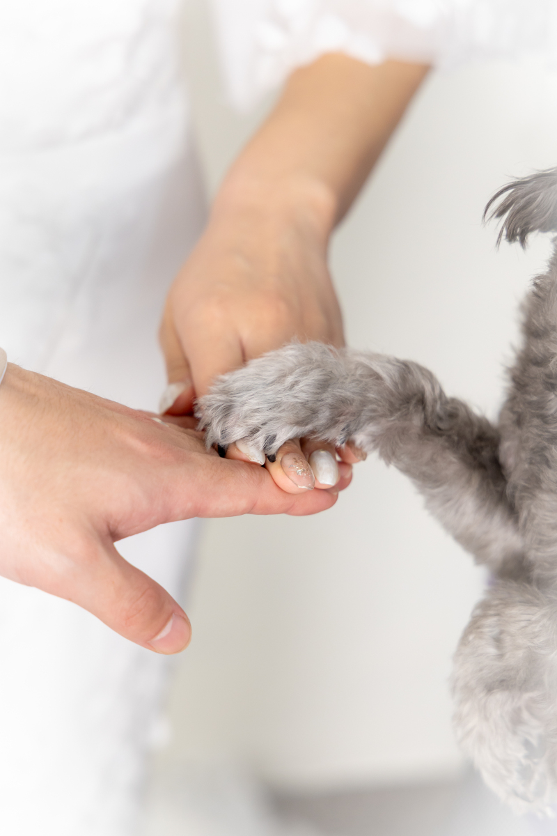 ※抱っこOK◎ペットと和装・洋装でたっぷり撮影【 万が一の衣装保証込みで安心！ 】データ100カット＊スタジオでもロケでも可♪