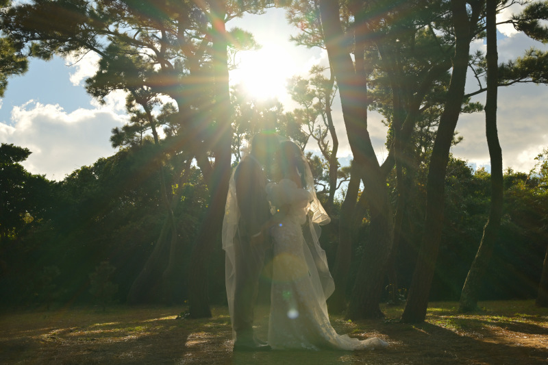 ベールと松の木