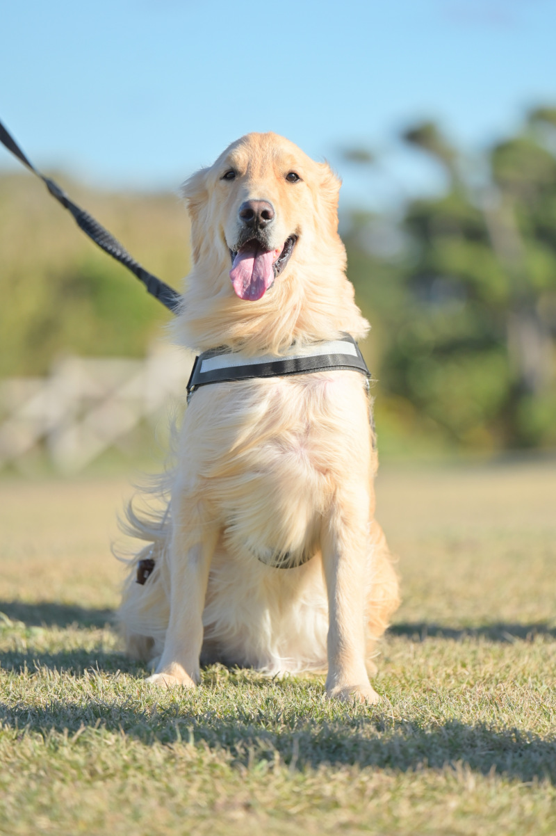 STUDIO RADIUS_ペットと一緒に撮影できる