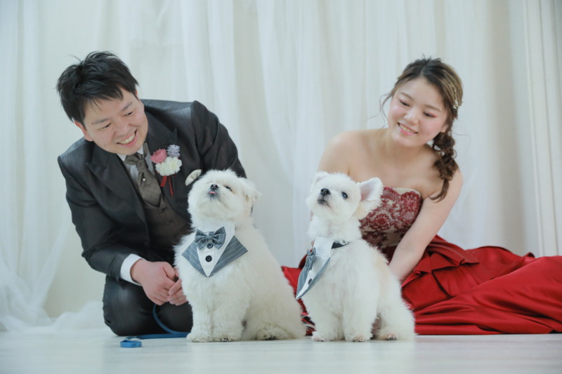 【ペットと一緒に撮影ご希望の方】大好きな愛犬とのフォトウエディング♪ アルバム・全データ/使用データ付き♪
