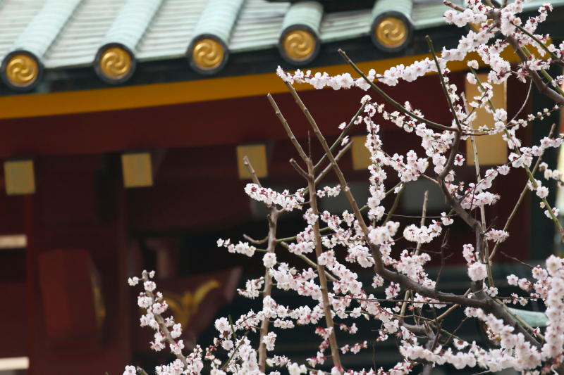 桜舞う春景色！和装ロケーションフォトツアー～ 撮影90分／50カット納品／和装1着＊花嫁小物付き＊ 