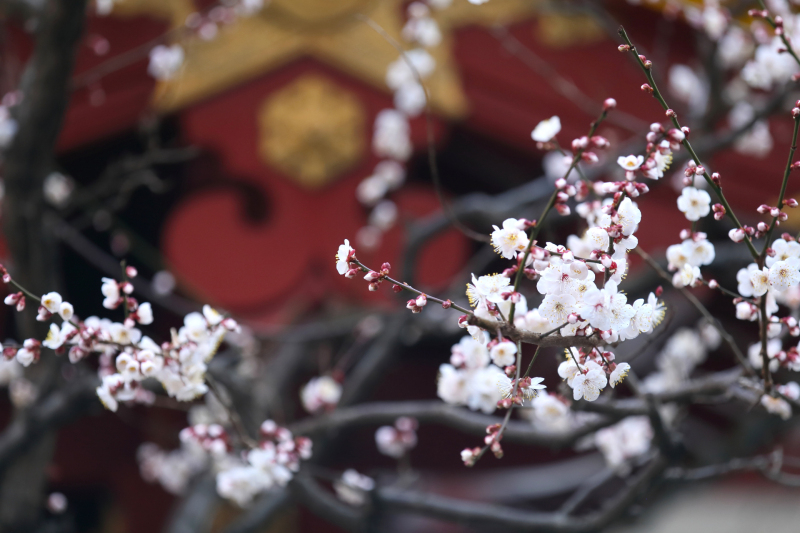 春限定【本格神社でのフォトウエディング】結婚奉告参拝を含む〇 撮影90分／50カット納品／和装1着／花嫁小物付き