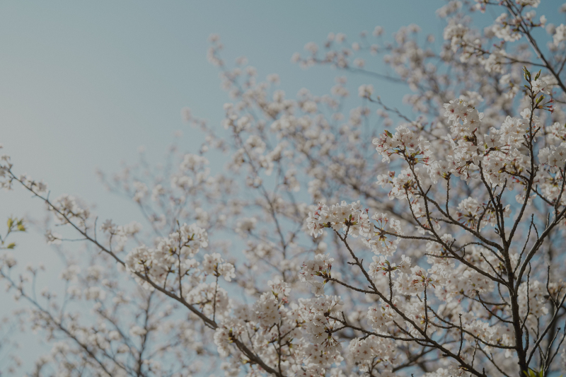 まだ間に合う！桜フォトプラン【スタジオ＋ロケ撮影】/ドレス・和装2着（合計4着）・データ・ヘアメイク付き