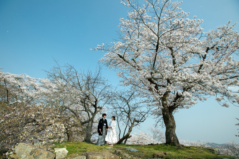 青空と満開の桜のもとで