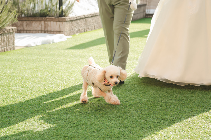 【愛犬家のための!】 ペットと一緒にロケーション撮影プラン★写真データ100カット付★