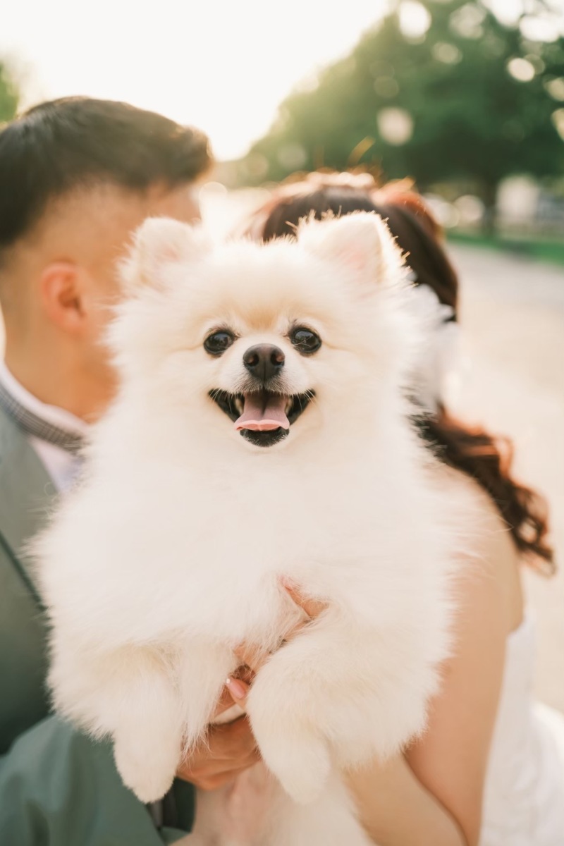 atelier Rulucca東京スタジオ_ペットと一緒に撮影できる